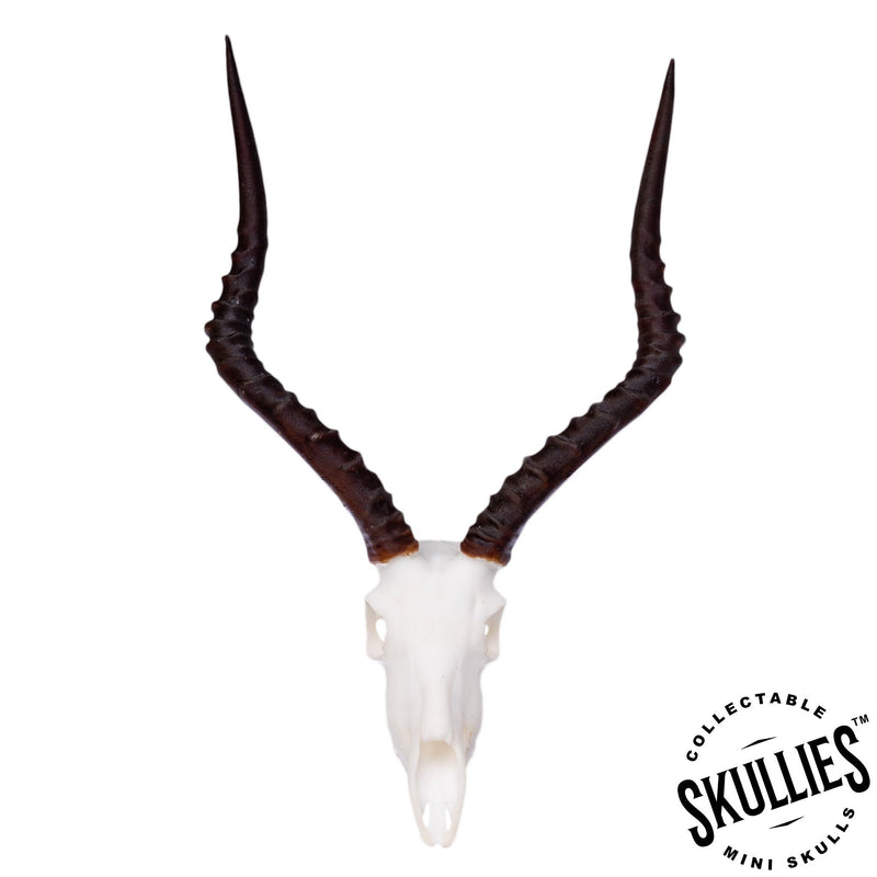 SKULLIES - Miniature Impala Skull