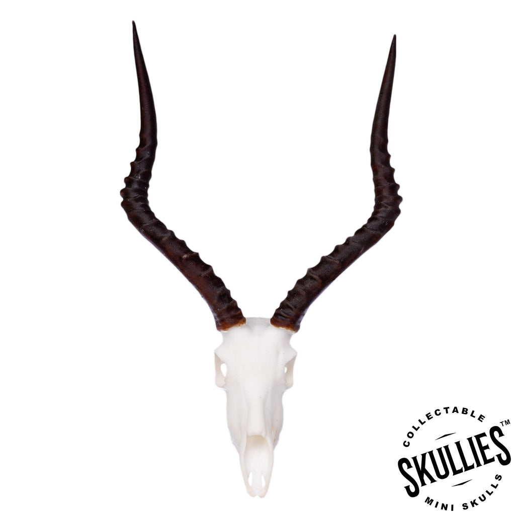 SKULLIES - Miniature Impala Skull For Sale — Skulls Unlimited