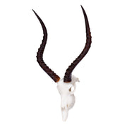 SKULLIES - Miniature Impala Skull