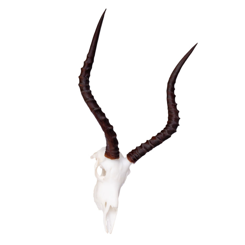 SKULLIES - Miniature Impala Skull