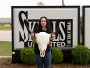 Real American Bison Skull