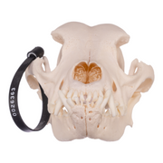 Real Domestic Dog Skull - Rottweiler