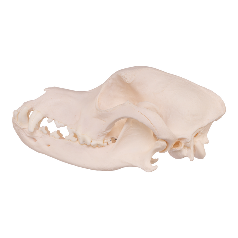 Real Domestic Dog Skull - Rottweiler