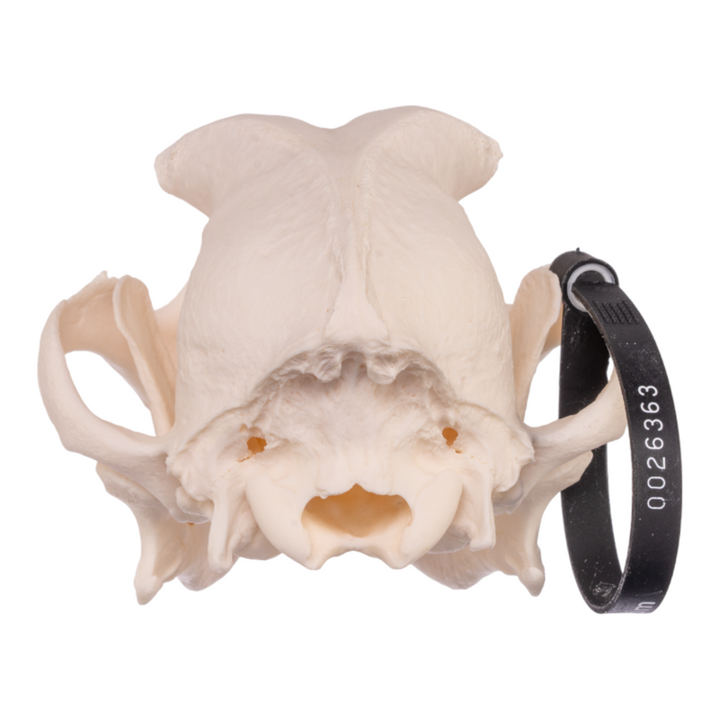 Real Domestic Dog Skull - Rottweiler