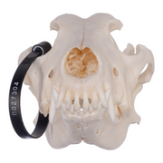 Real Domestic Dog Skull - German Shepherd
