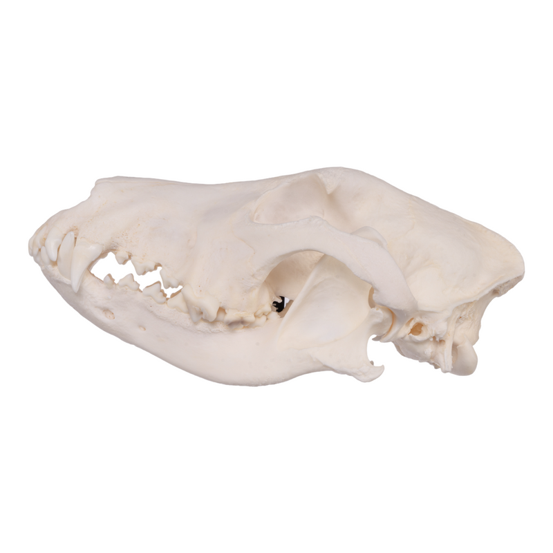 Real Domestic Dog Skull - German Shepherd