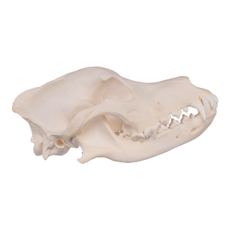 Real Domestic Dog Skull - Husky