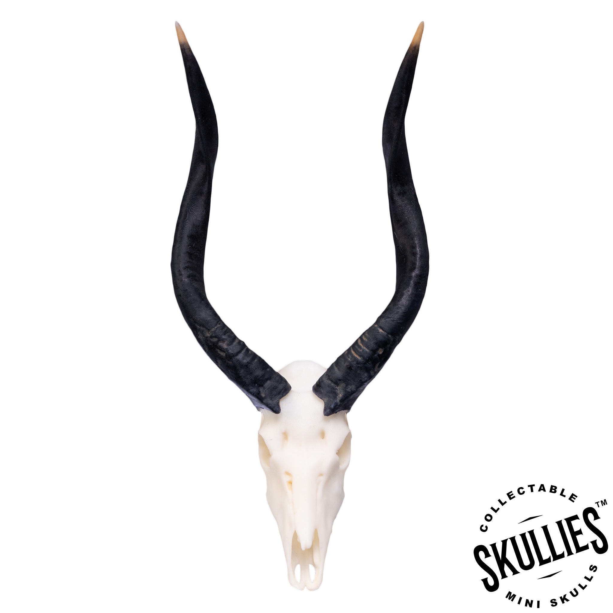 SKULLIES - Miniature Nyala Skull For Sale — Skulls Unlimited