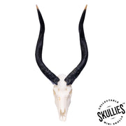 SKULLIES - Miniature Nyala Skull