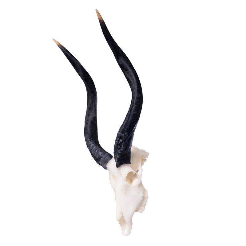 SKULLIES - Miniature Nyala Skull