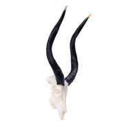 SKULLIES - Miniature Nyala Skull