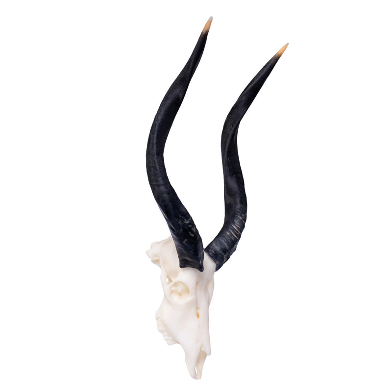 SKULLIES - Miniature Nyala Skull