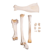 Real Giraffe Leg - Forelimb For Sale — Skulls Unlimited