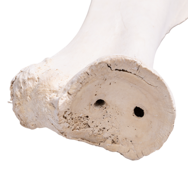 Real Giraffe Leg - Forelimb For Sale — Skulls Unlimited