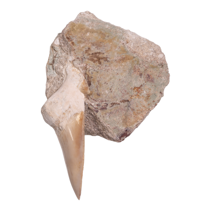 Real Otodus Obliquus Fossil Shark Tooth - Single