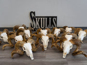 Real Merino Ram Skull - Premium