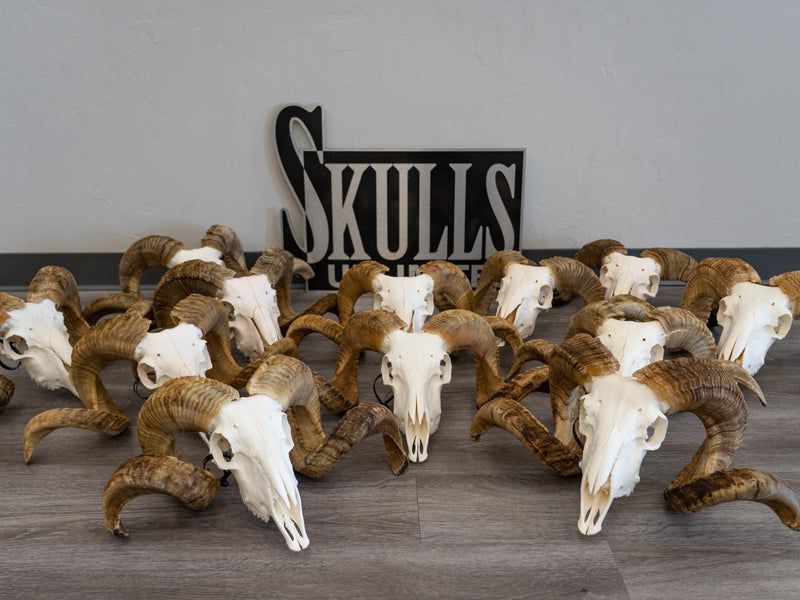 Real Merino Ram Skull - Premium