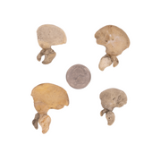 Real Research Quality Human Fetal Ilium - Single