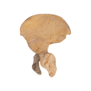 Real Research Quality Human Fetal Ilium - Single