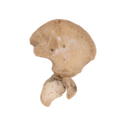 Real Research Quality Human Fetal Ilium - Single