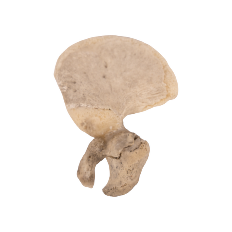 Real Research Quality Human Fetal Ilium - Single