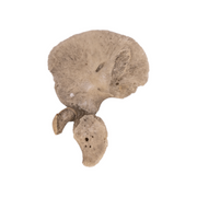 Real Research Quality Human Fetal Ilium - Single