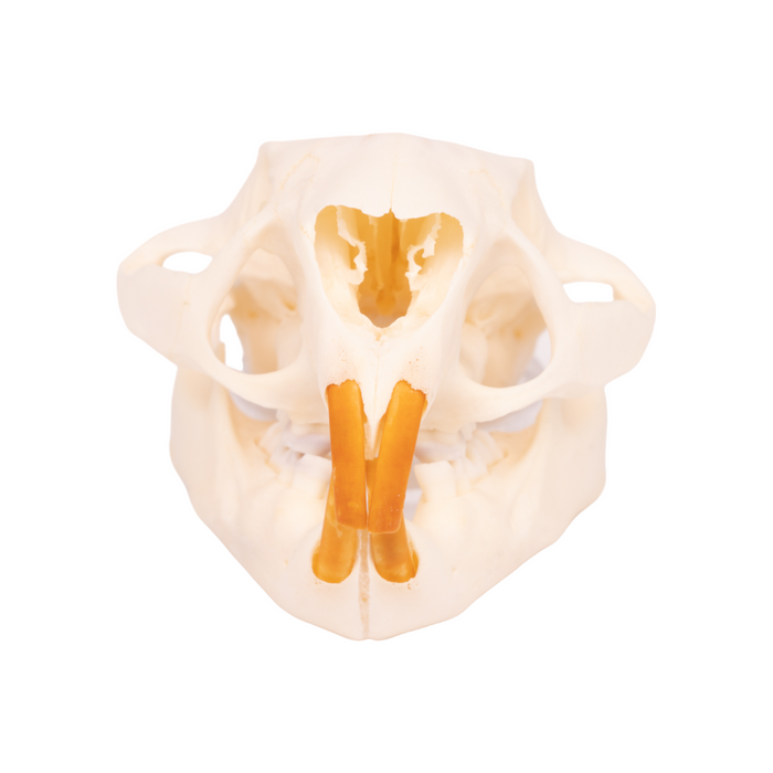 Real North American Porcupine Skull - Adolescent