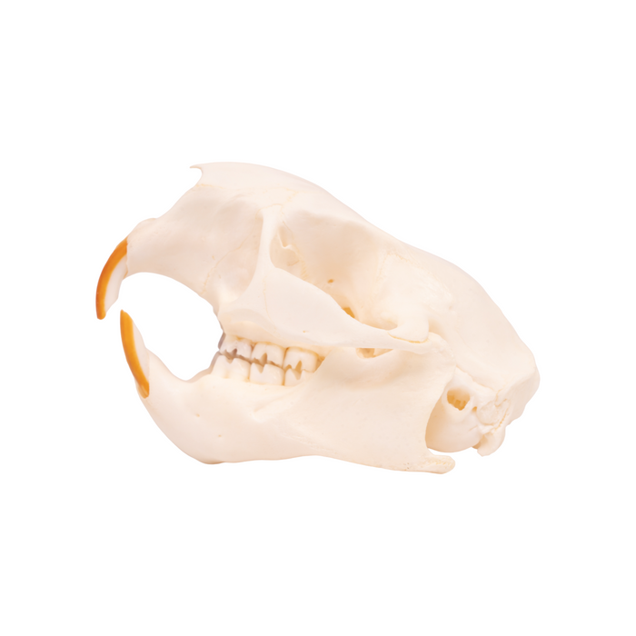 Real North American Porcupine Skull - Adolescent