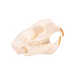Real North American Porcupine Skull - Adolescent