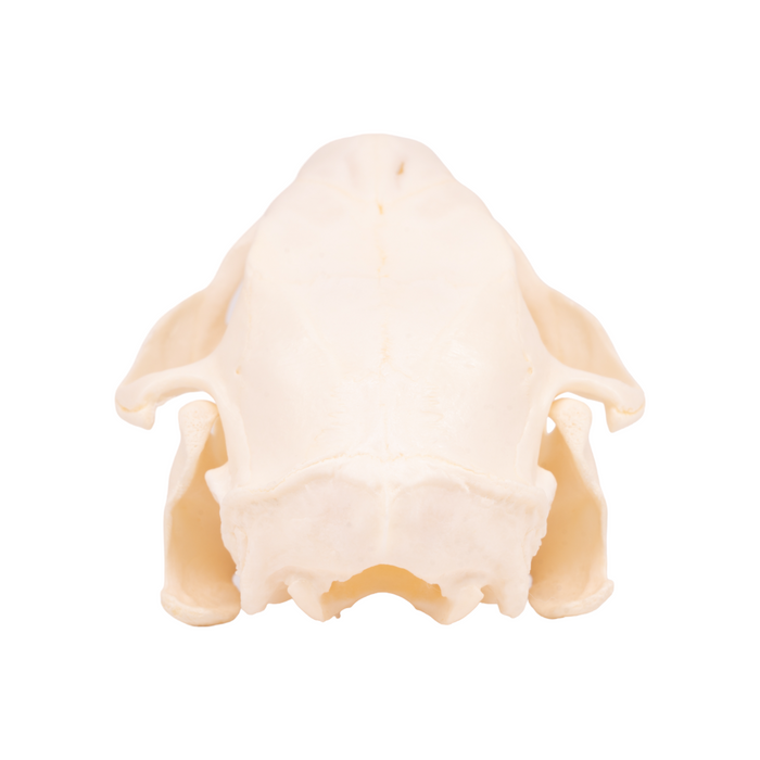 Real North American Porcupine Skull - Adolescent