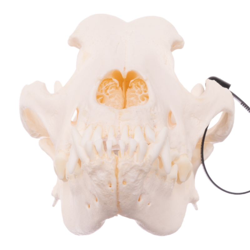 Real Domestic Dog Skull - Mastiff