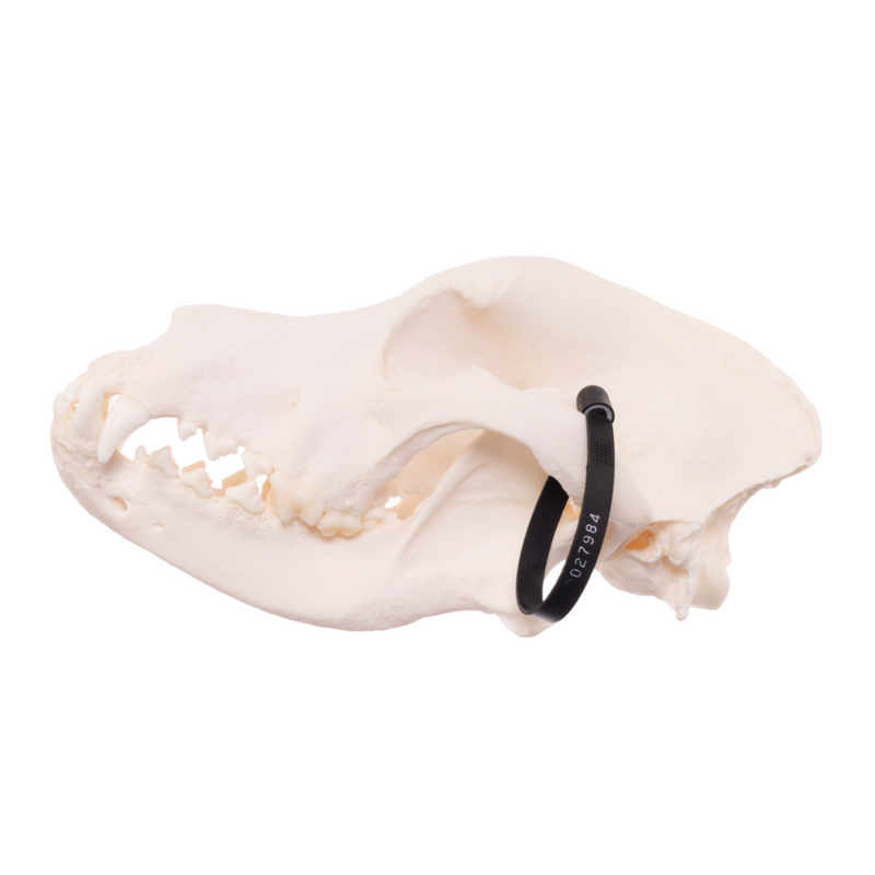 Real Domestic Dog Skull - Mastiff