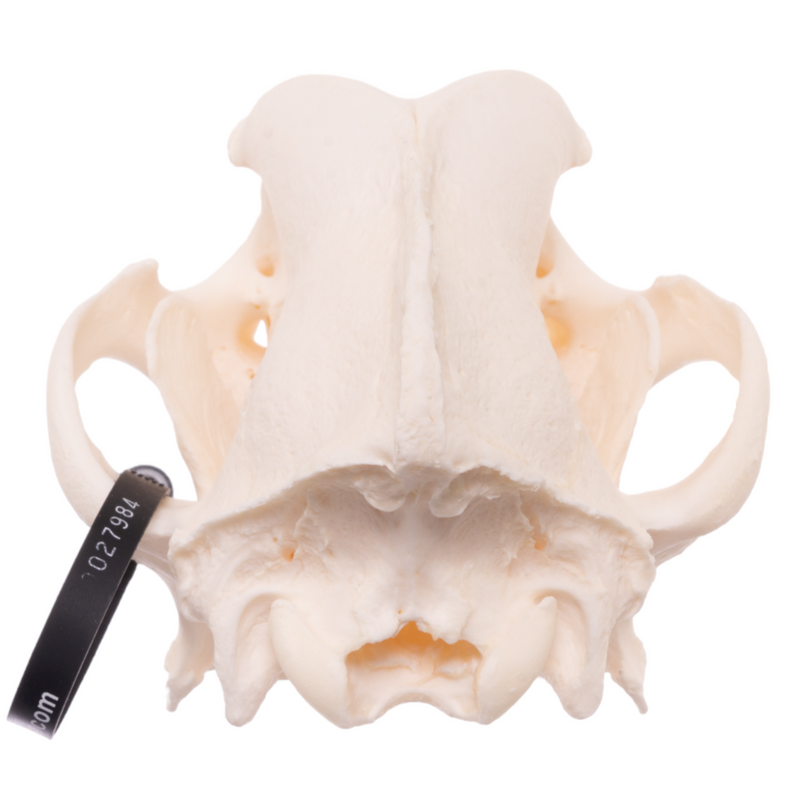 Real Domestic Dog Skull - Mastiff