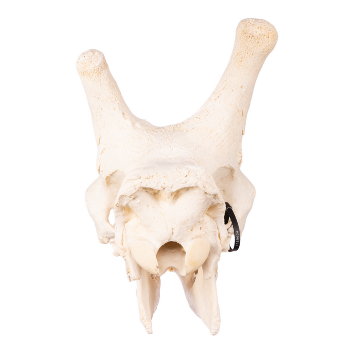 Real Giraffe Skull For Sale — Skulls Unlimited International, Inc.