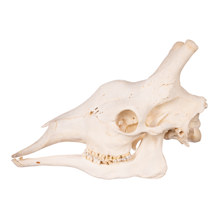 Real Giraffe Skull For Sale — Skulls Unlimited International, Inc.