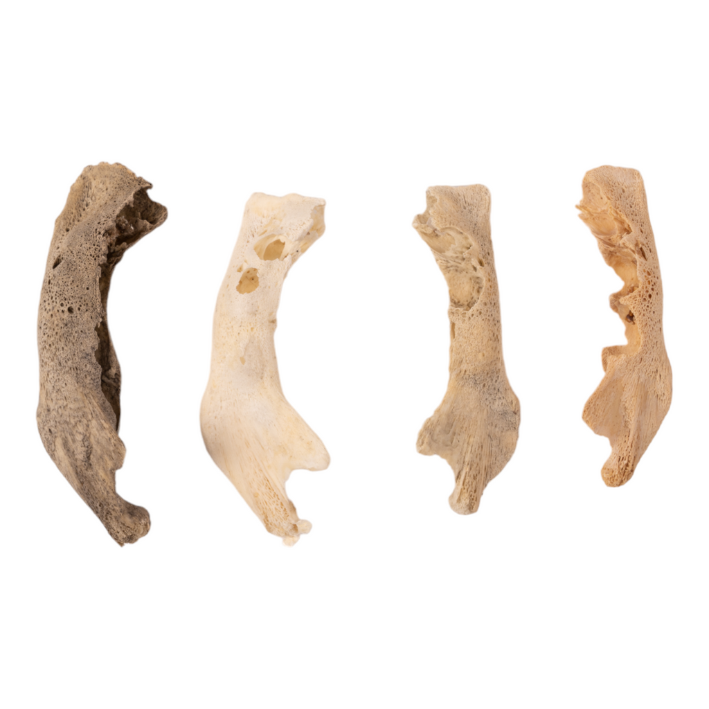 Real Research Quality Human Fetal Half Mandible For Sale — Skulls