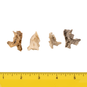 Real Research Quality Human Fetal Half Maxilla - Single