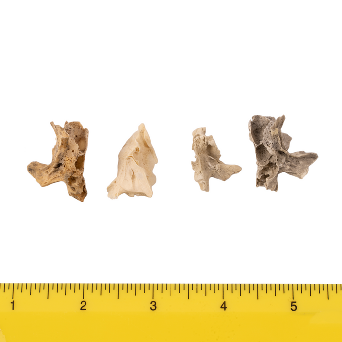 Real Research Quality Human Fetal Half Maxilla - Single