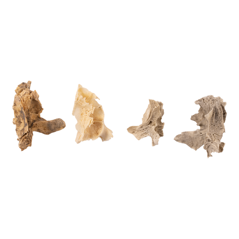 Real Research Quality Human Fetal Half Maxilla - Single