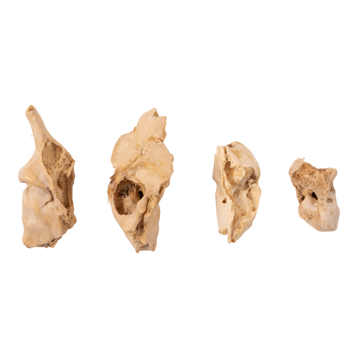Real Research Quality Human Fetal Petrous - Single