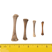 Real Research Quality Human Fetal Femur - Single