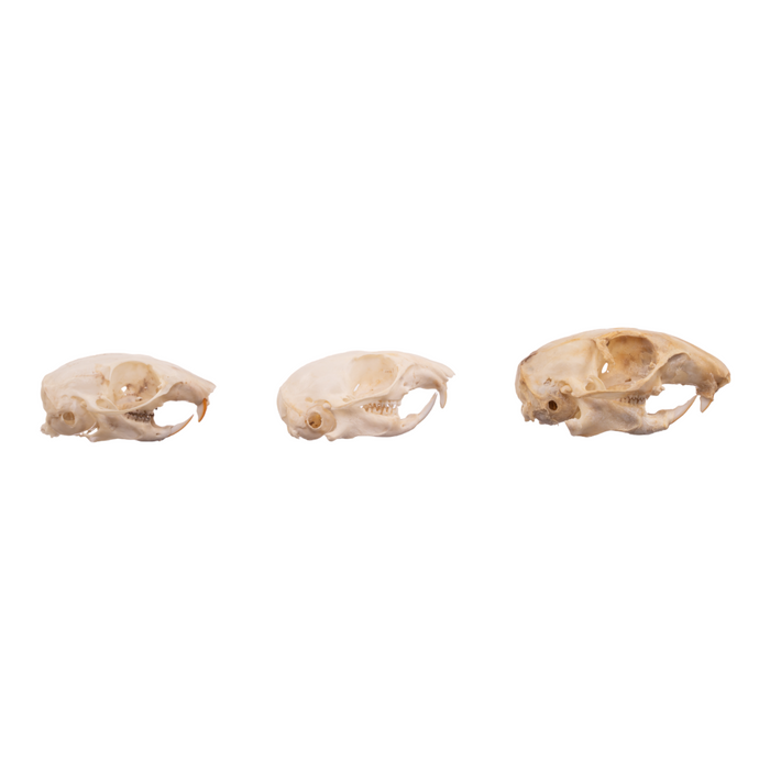 Real Ground Squirrel Skull - Set of 3