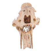 Replica Sabertooth Cat Skull - Eusmilus sicarius