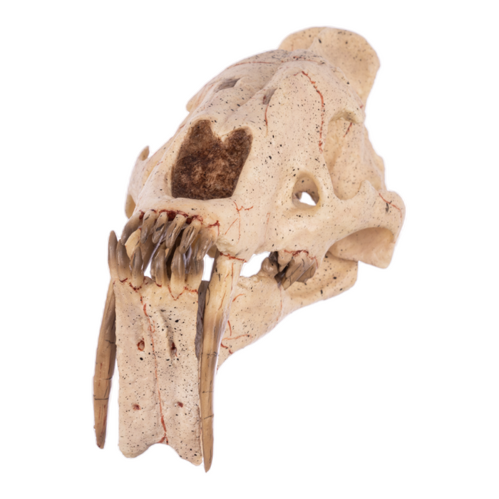Replica Sabertooth Cat Skull - Eusmilus sicarius
