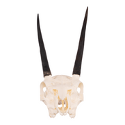 Real Steenbok Skull