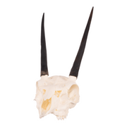 Real Steenbok Skull