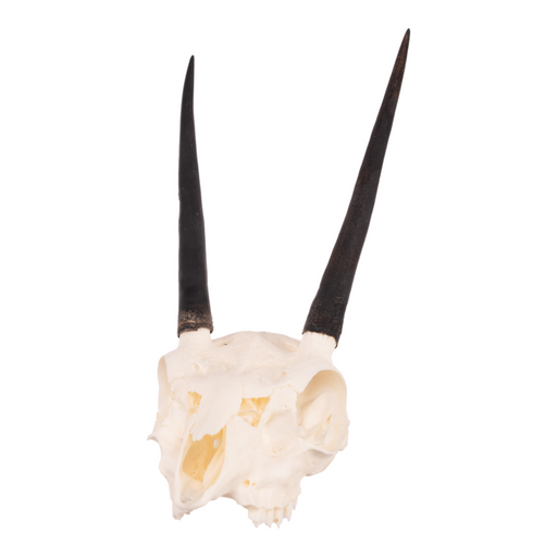 Real Steenbok Skull