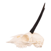 Real Steenbok Skull