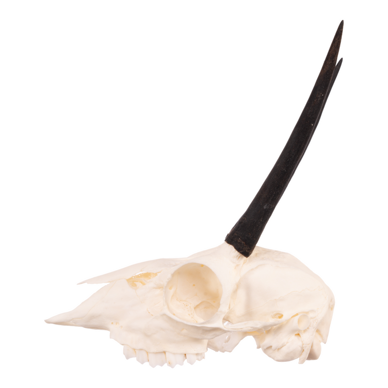 Real Steenbok Skull