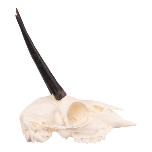 Real Steenbok Skull